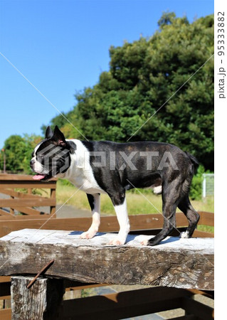 青空の日にドックランで楽しく遊びながら枕木の台に登って景色を眺める可愛いボストンテリアのマイティ君♡ 95333882