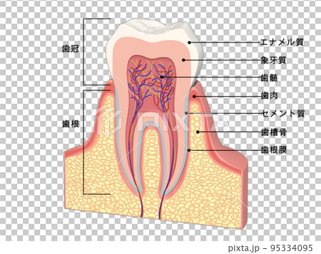 歯　歯の構造　人体　図解　イラスト CG　文字入り 95334095