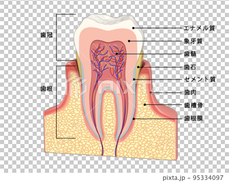 歯　歯の構造　人体　図解　イラスト CG　文字入り 95334097