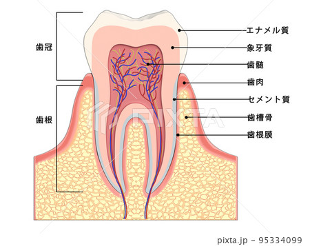 歯　歯の構造　人体　図解　イラスト CG　文字入り 95334099