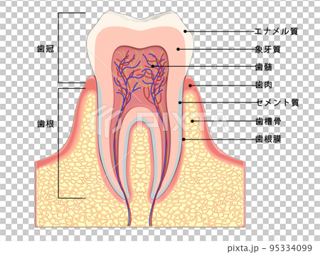 歯　歯の構造　人体　図解　イラスト CG　文字入り 95334099