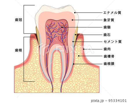 歯　歯の構造　人体　図解　イラスト CG　文字入り 95334101