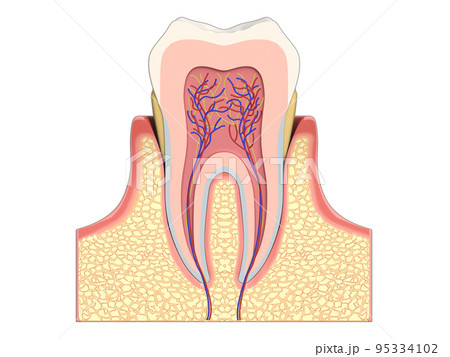 歯　歯の構造　人体　図解　イラスト CG 95334102
