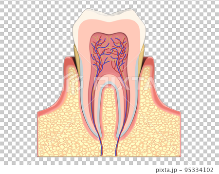 Tooth Tooth structure Human body Illustration Illustration CG 95334102