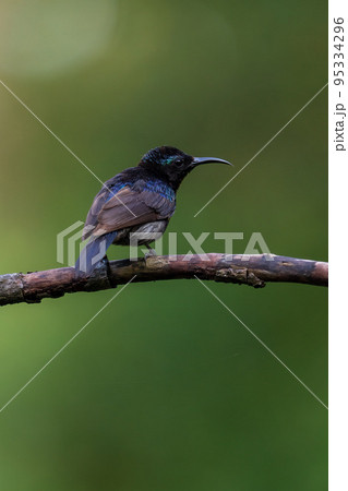 ノドアカタイヨウチョウの雄 95334296