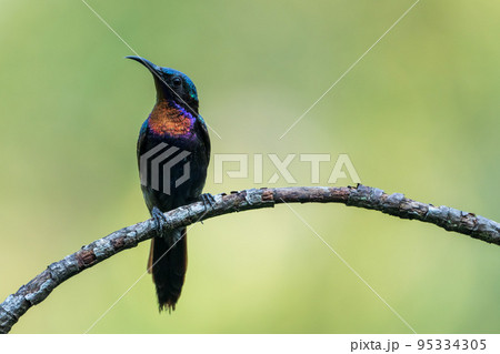 ノドアカタイヨウチョウの雄 ノドアカタイヨウチョウの雄 95334305
