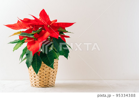 Natural miniature Christmas flower poinsettia in pot on white table with natural decor and white background. Xmas greeting card with copy space and house plant. Happy New Year. 95334388