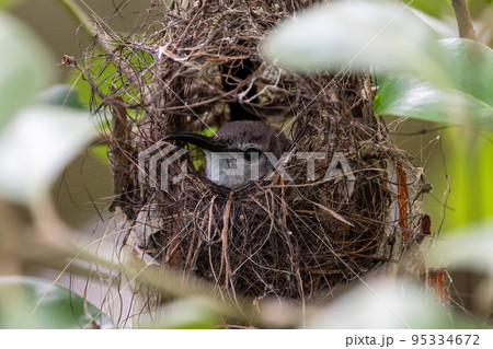 ノドアカタイヨウチョウのメス 95334672
