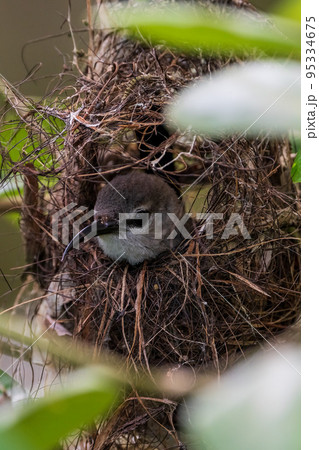 ノドアカタイヨウチョウのメス 95334675