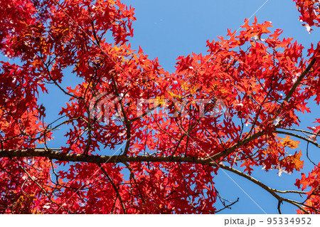 Red colored autumn leaves of the Oak (Quercus palustris) 95334952