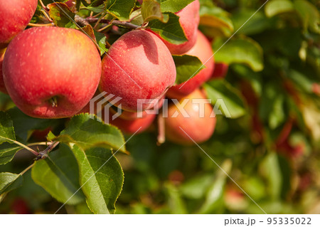 Beautiful view of apple orchard on sunny autumn day 95335022