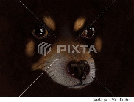 Miniature Pinscher's face Miniature Pinscher's face 95335662