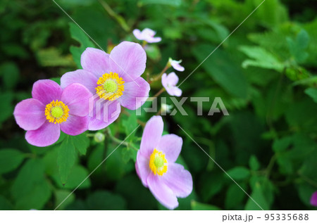 ピンク色の秋明菊　ヒメシュウメイギク 95335688