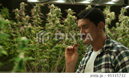 Marijuana farmer tests marijuana buds in curative marijuana farm Marijuana farmer tests marijuana buds in curative marijuana farm 95335732
