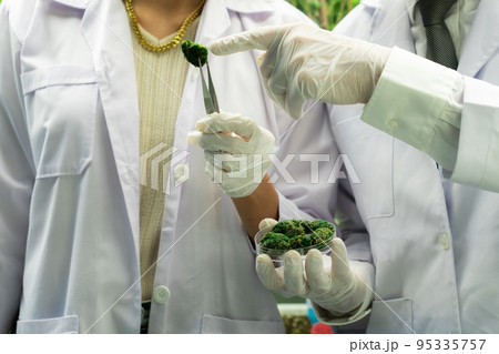 Closeup scientists grasping gratifying heap of cannabis weed buds with tweezers. Closeup scientists grasping gratifying heap of cannabis weed buds with tweezers. 95335757