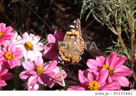 コスモスの蜜を吸うヒメアカタテハ コスモスの蜜を吸うヒメアカタテハ 95335881