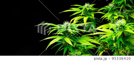 Closeup single cannabis plant with gratifying full grown bud ready for harvested 95336410