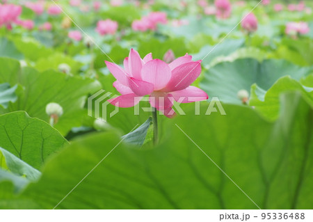 ピンクの蓮の花 95336488