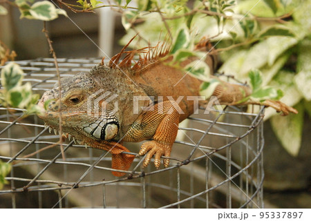 グリーンイグアナ（タートル･アイランド／インドネシア･バリ島） 95337897