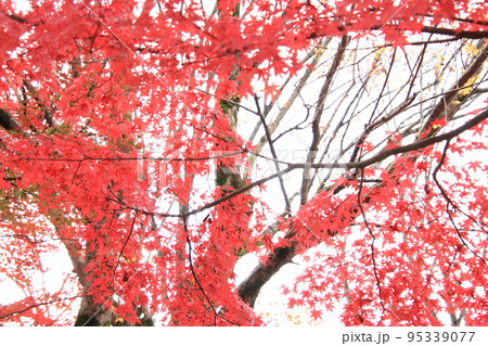 真紅の紅葉（太閤山ランド　※富山県 射水市） 95339077