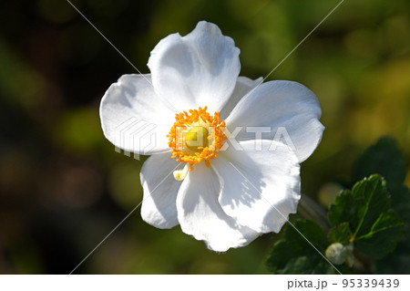 シュウメイギク（秋明菊） 95339439
