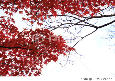 秋の空と紅葉 95339777