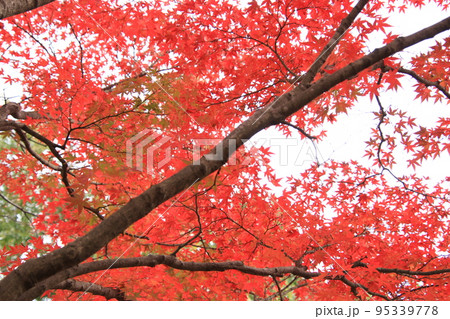真紅の紅葉(太閤山ランド ※富山県 射水市) 真紅の紅葉(太閤山ランド ※富山県 射水市) 95339778