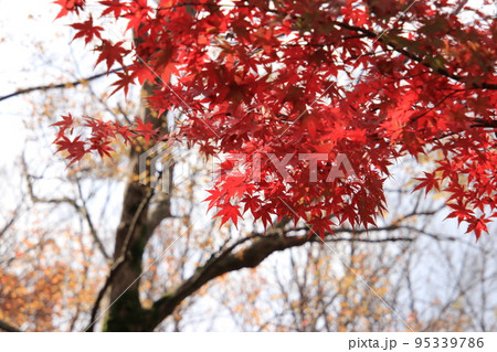秋の紅葉の木（太閤山ランド　※富山県 射水市） 95339786