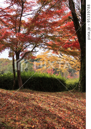 秋の森の風景（太閤山ランド　※富山県 射水市） 95339788