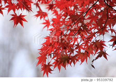 晩秋に咲く真紅の紅葉 95339792