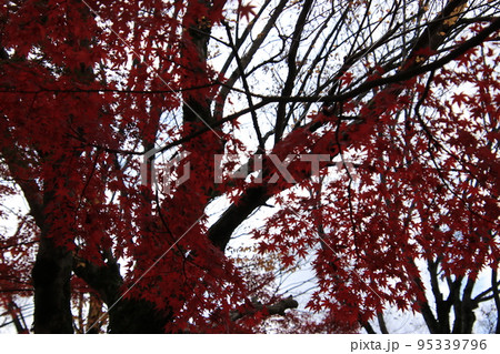 一面の紅葉の枝葉（太閤山ランド　※富山県 射水市） 95339796