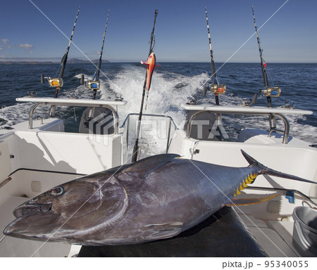 Predatory fish yellowfin tuna on the background of sea water on board high-speed boat. Predatory fish yellowfin tuna on the background of sea water on board high-speed boat. 95340055