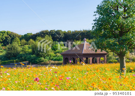 へきなんたんトピア、満開のコスモス〈愛知県碧南市〉 へきなんたんトピア、満開のコスモス〈愛知県碧南市〉 95340101