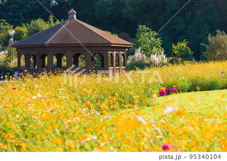 へきなんたんトピア、満開のコスモス〈愛知県碧南市〉 95340104