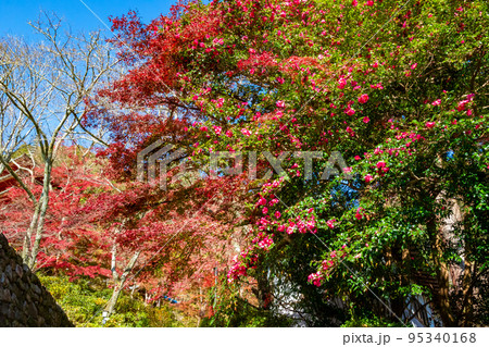 秋の奈良県・長谷寺で見た、真っ赤な紅葉と快晴の青空 秋の奈良県・長谷寺で見た、真っ赤な紅葉と快晴の青空 95340168