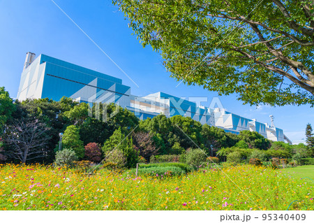 へきなんたんトピア、満開のコスモス〈愛知県碧南市〉 95340409