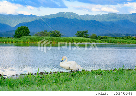 水辺で休む白鳥 水辺で休む白鳥 95340643
