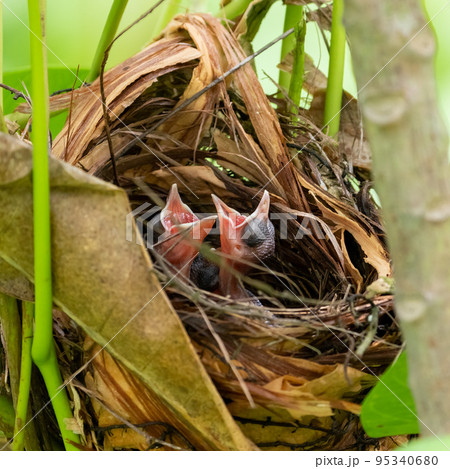 メグロヒヨドリの雛 95340680