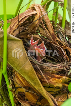 メグロヒヨドリの雛 95340682