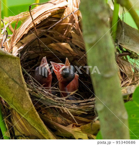 メグロヒヨドリの雛 95340686