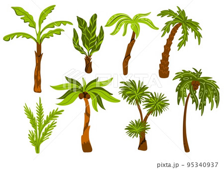 Palm trees. Decorative tropical trees with different shapes leaves, botanical exotic plants, jungle coconuts, miami beach flora, subtropical climate, swanky vector cartoon flat set 95340937