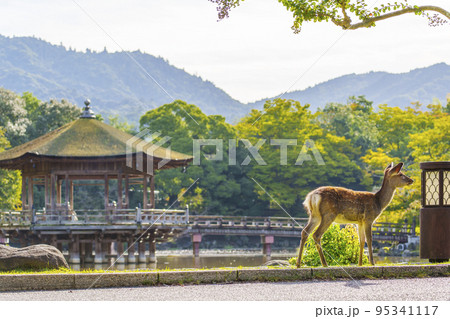 奈良公園　浮見堂とたたずむ鹿　初秋の朝 95341117