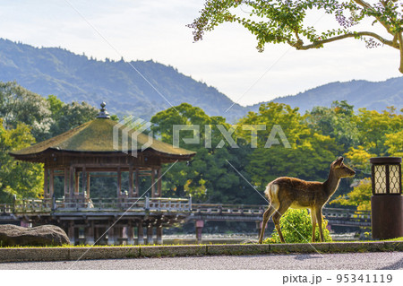 奈良公園　浮見堂とたたずむ鹿　初秋の朝 95341119