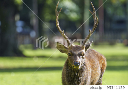 鹿のツノ17本 鹿の王 上巻：本・絵本：百町森