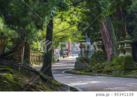 春日大社へ続く静かな参道。二之鳥居がかすかに見える【奈良公園】 春日大社へ続く静かな参道。二之鳥居がかすかに見える【奈良公園】 95341139