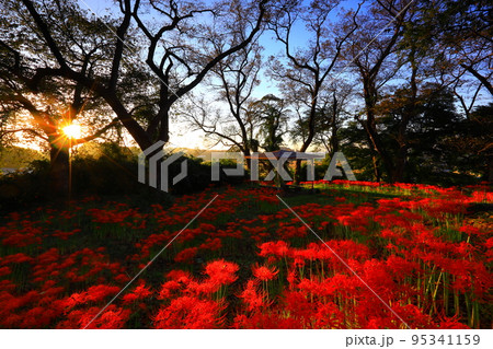 宮城県大崎市　満開の彼岸花 95341159