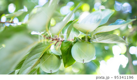 まだ青い柿 まだ青い柿 95341196