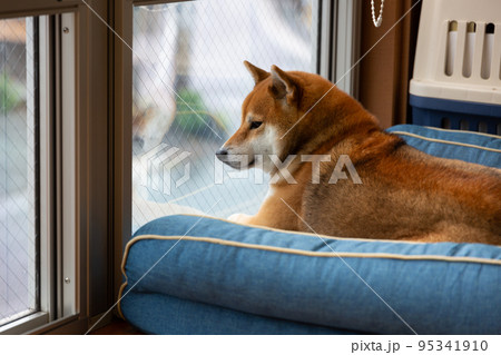 留守番する柴犬 留守番する柴犬 95341910