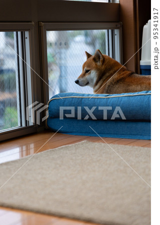 留守番する柴犬 95341917