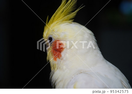 ペット お気に入り 愛玩動物 95342575